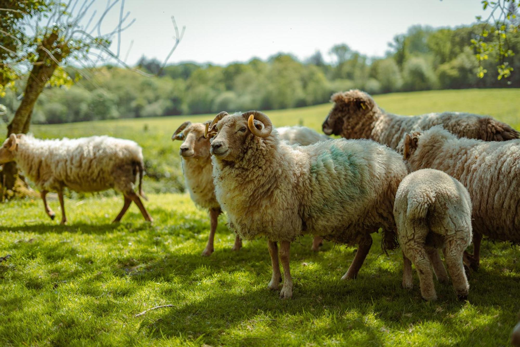Somerset Shepherds Huts Winsham Eksteriør bilde