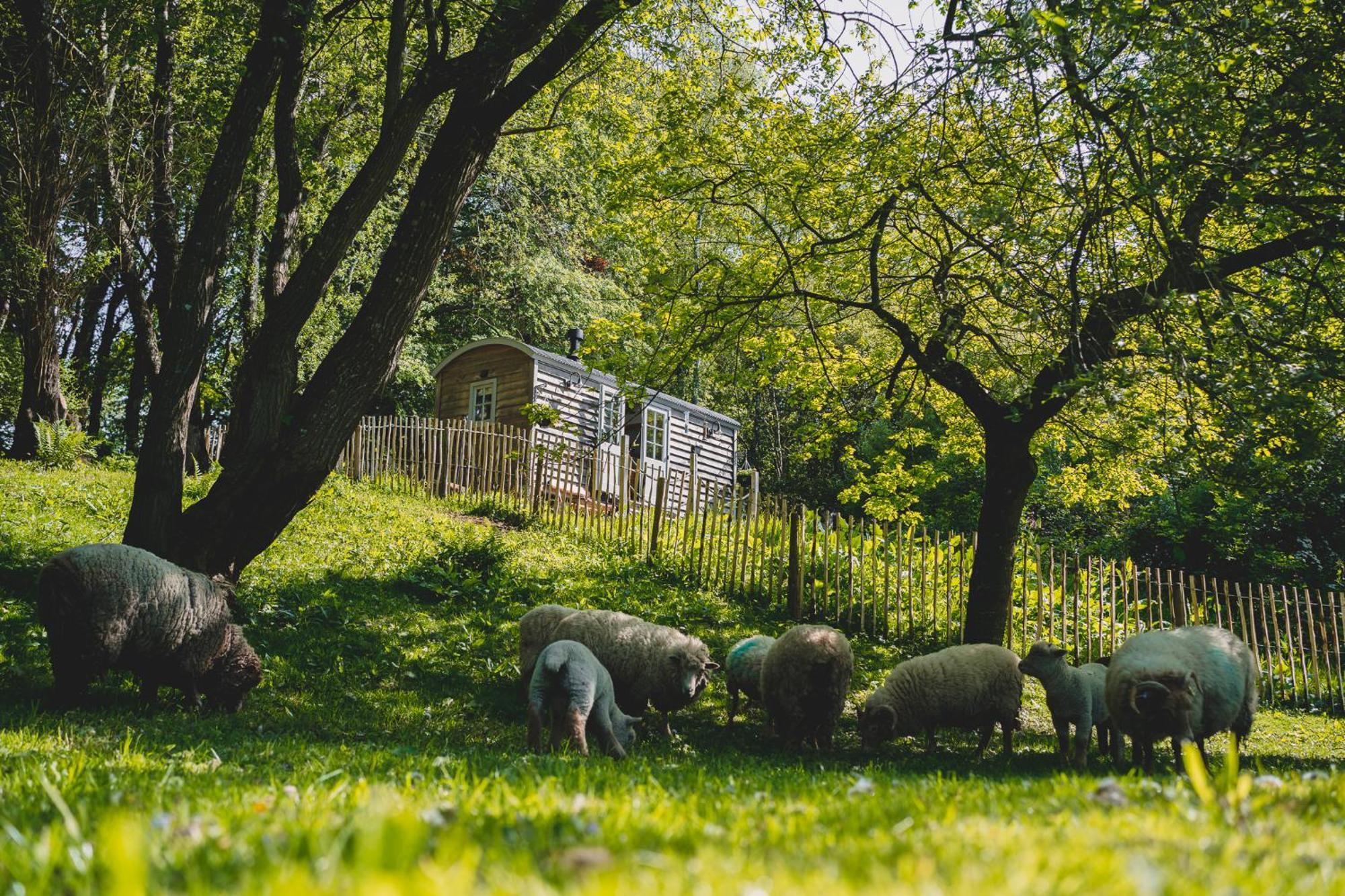 Somerset Shepherds Huts Winsham Eksteriør bilde